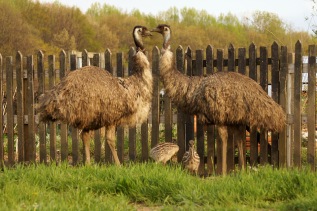 The baby Emus are perfect miniatures of their parents except that they are vastly more attractive. Young Emus are crisp and dapper with spotted heads and black and cream striped bodies and grow into their dust mop of feathers as they mature.